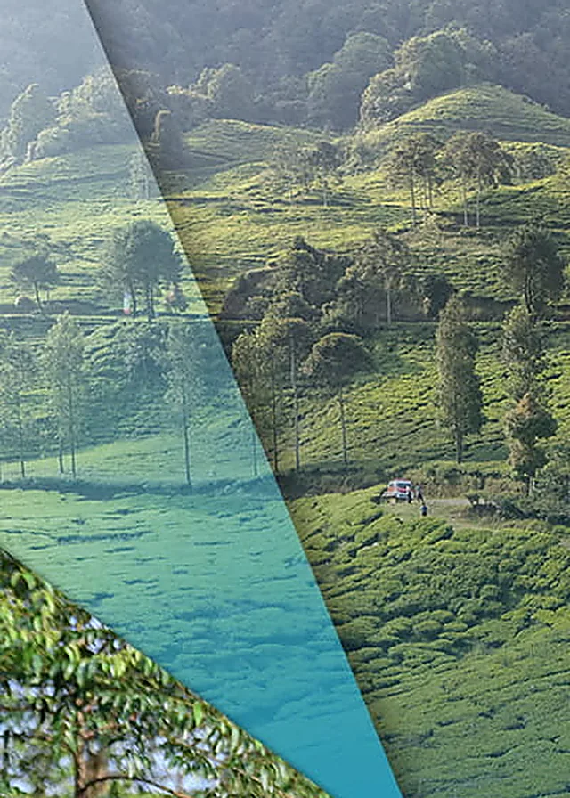 Kebun teh berkabut di Puncak Bogor dengan barisan pohon pinus dan perbukitan, lokasi rute Indofest Fun Trail Running 2026
